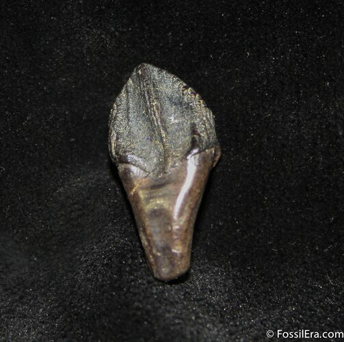 Top Quality Rooted and Unworn Triceratops Tooth #1273